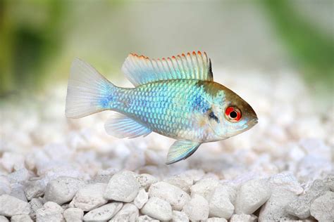 best fish for small tank|pictures of small aquarium fish.